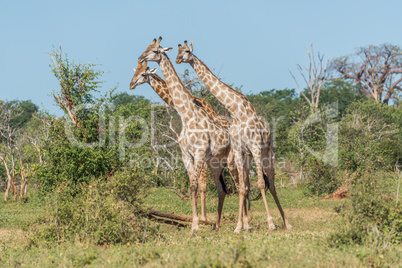 Three South African giraffe standing among bushes