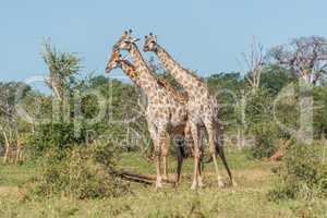 Three South African giraffe standing among bushes