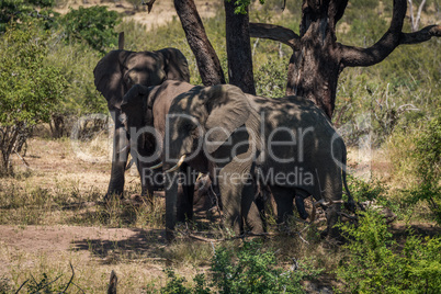 Three elephants beneath tree in dappled sunlight