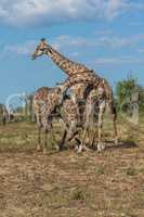 Three South African giraffe wrestling in bushes