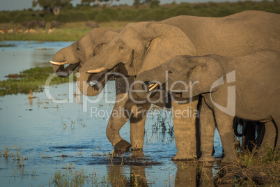 Three elephants in line drinking from river