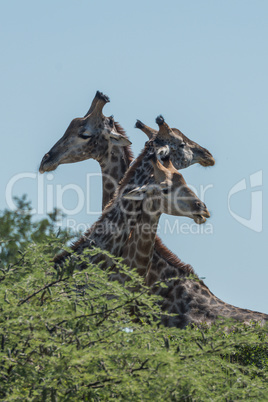 Three giraffe with necks intertwined above trees
