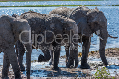 Three elephants in line walking from river