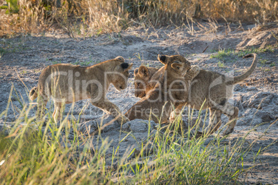 Three lion cubs playing on muddy ground