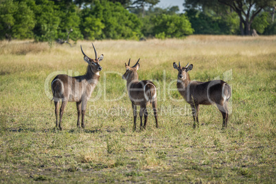 Three male waterbuck in meadow with trees