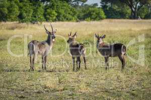 Three male waterbuck in meadow with trees