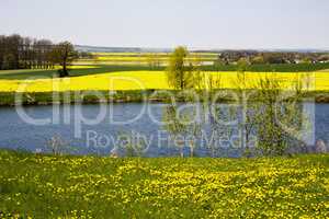 Spring landscape with pond and fields of rape