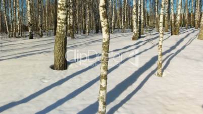 Sunny day in winter forest