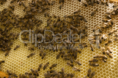 Bienenvolk