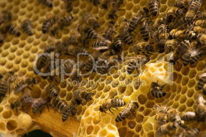 Bienenvolk