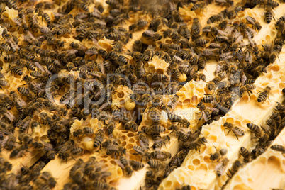 Bienenvolk