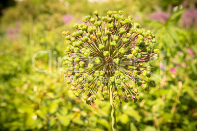 Allium