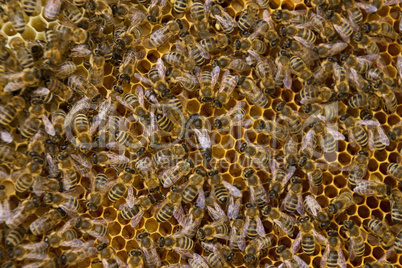 Bienenvolk