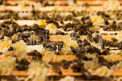 Bienenstock