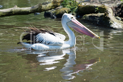 Pelikan (Pelecanidae)