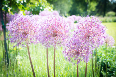 Allium im Beet