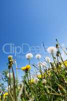 Gewöhnliche Löwenzahn (Taraxacum sect. Ruderalia)