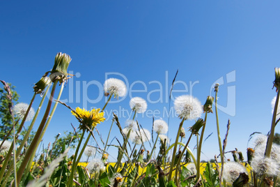 Gewöhnliche Löwenzahn (Taraxacum sect. Ruderalia)