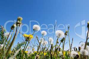 Gewöhnliche Löwenzahn (Taraxacum sect. Ruderalia)