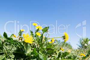 Gewöhnliche Löwenzahn (Taraxacum sect. Ruderalia)