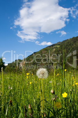 Gewöhnliche Löwenzahn (Taraxacum sect. Ruderalia)