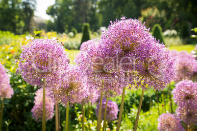 Allium im Park