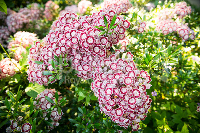 Rhododendron-Azalee im Park