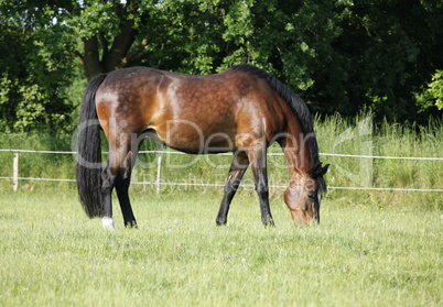 Pferd frisst auf Weide