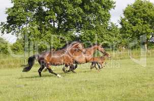 Pferde rennen auf Weide