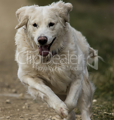 Golden Retriewer