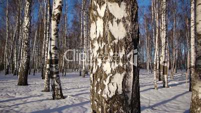 Trunks of birch trees in wintertime