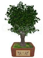 Gingko biloba tree bonsai - 3D render