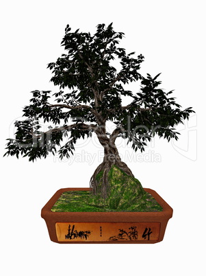 Hornbeam tree bonsai - 3D render