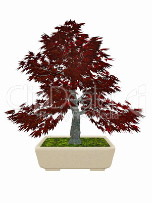 Japenese maple tree bonsai - 3D render