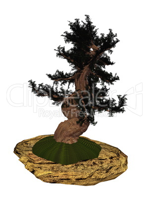 Western juniper tree bonsai - 3D render