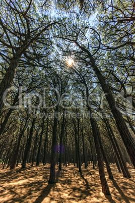 Pinewood forest, Cecina, Tuscany, Italy