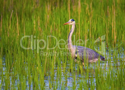 Grey heron, ardea cinerea