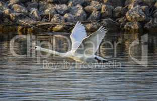 Mute swan, cygnus olor, flying