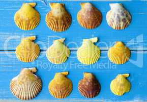 Seashells As Texture On Blue Wooden Background