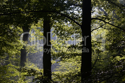 Buchenwald