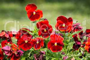 Red pansies in garden