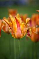 Beautiful yellow tulips in spring