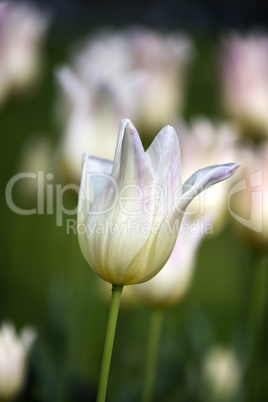 Beautiful white tulips in spring