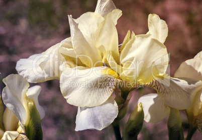 Blooming in the garden, pale yellow irises.