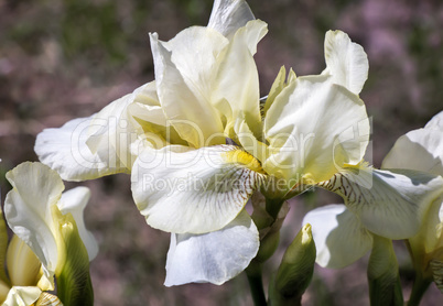 Blooming in the garden, pale yellow irises.