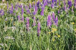 Wildflowers on a clear Sunny morning.