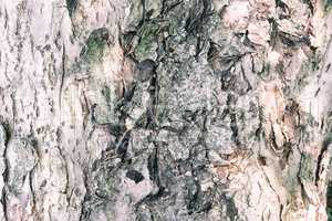 The trunk of an old tree foreground ( background image).