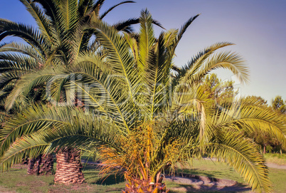 Alley in the Park with large palm trees.