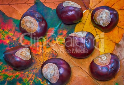 Chestnuts on a background of autumn leaves.