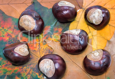 Chestnuts on a background of autumn leaves.